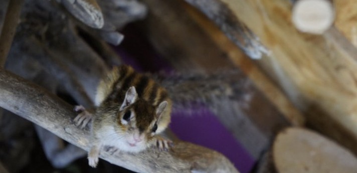 Unser Streifenhörnchen Lilo